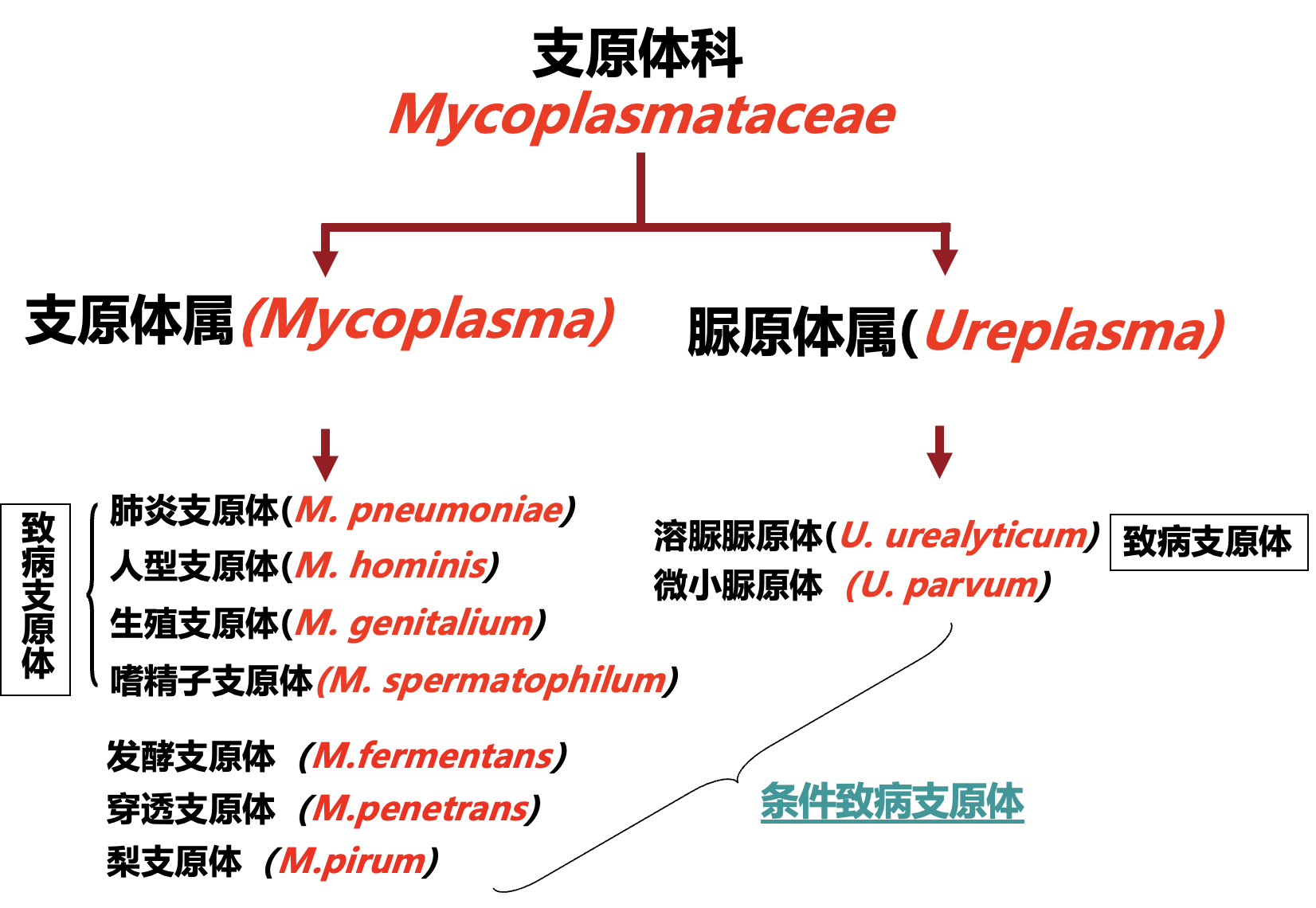 支原体的种.png
