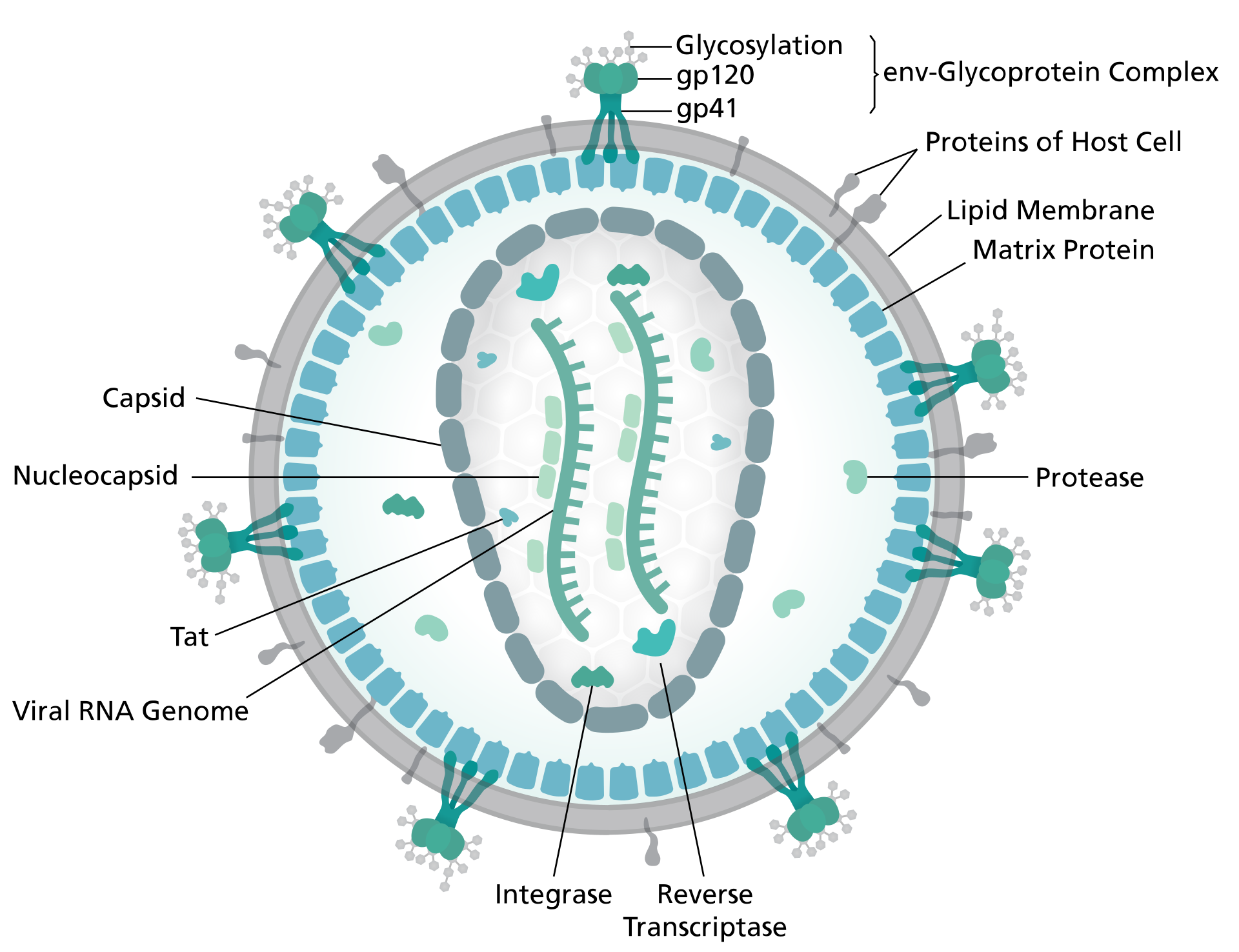 Diagram of the HIV virion.png
