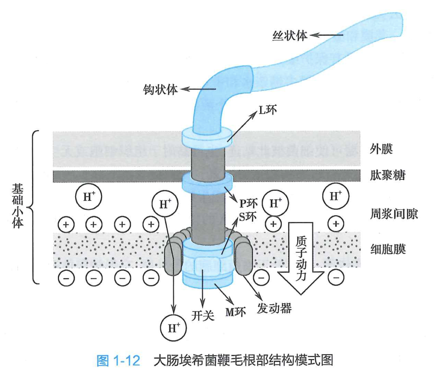 大肠埃希菌鞭毛根部结构模式图.png
