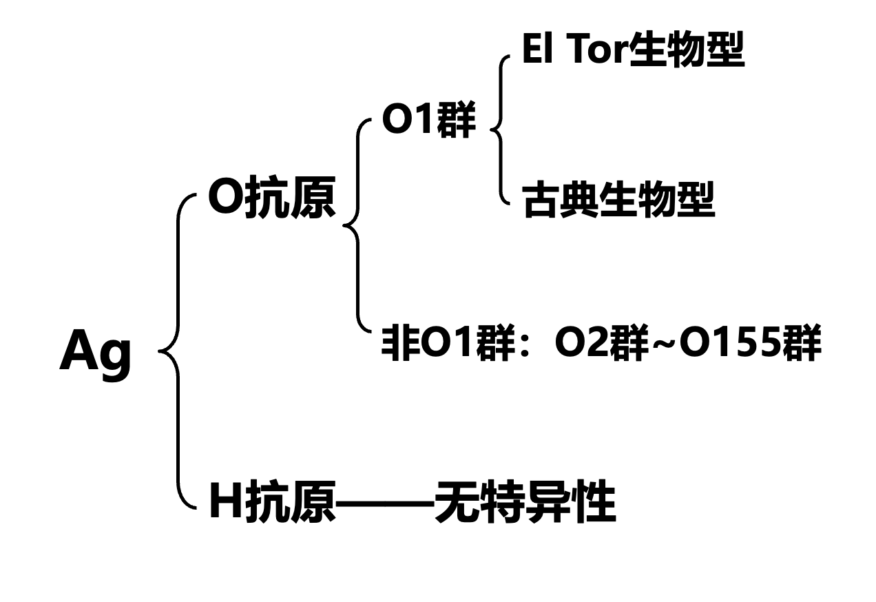 霍乱弧菌的分型.png