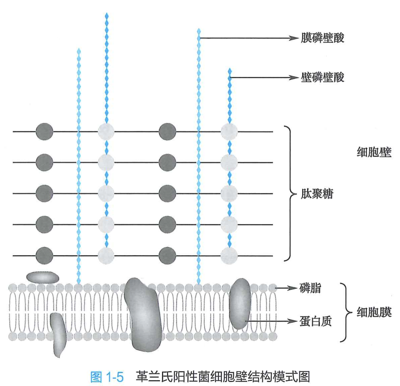 革兰氏阳性菌细胞壁结构模式图.png